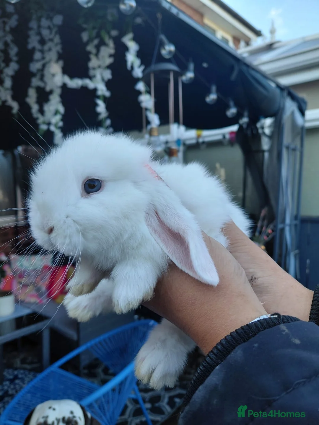 Mini Lop rabbits for sale: Mini lop babies ready now - Advert 1