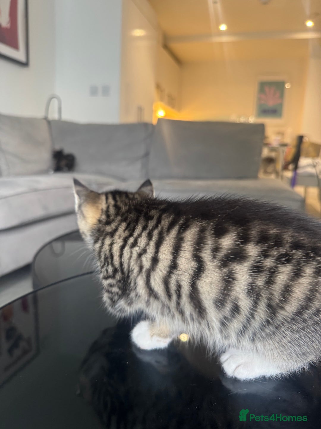 Mixed Breed cats for sale: Mixed Ragdoll / Tabby Adorable Kittens  - Image 19