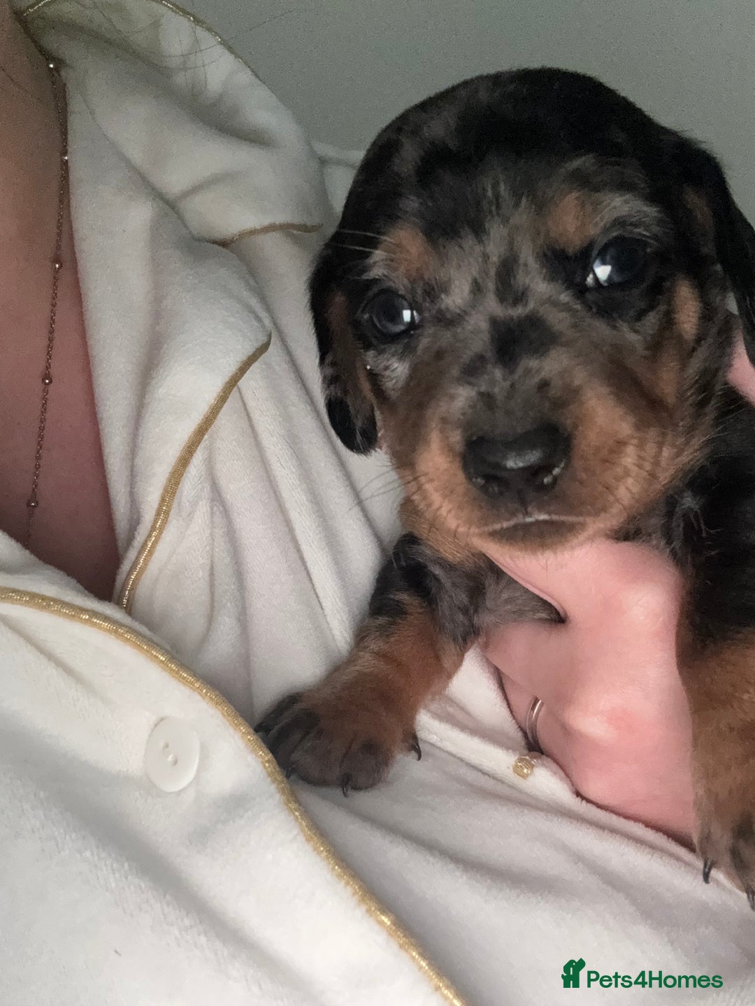 Dachshund dogs for sale: 4 miniature x jack russle   - Advert 4