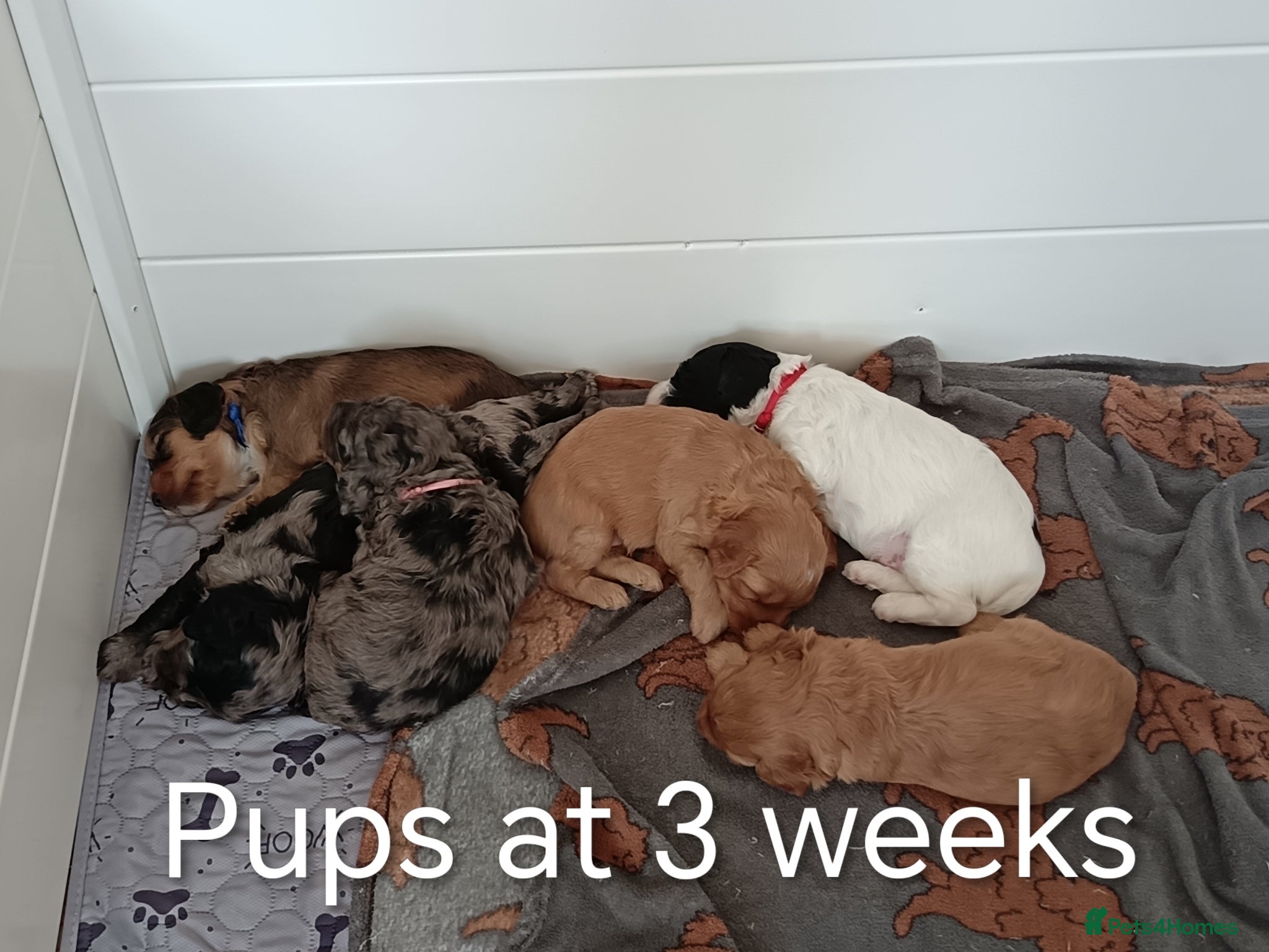 Cockapoo dogs F2b Cockapoo puppies health tested parents  - Advert 15