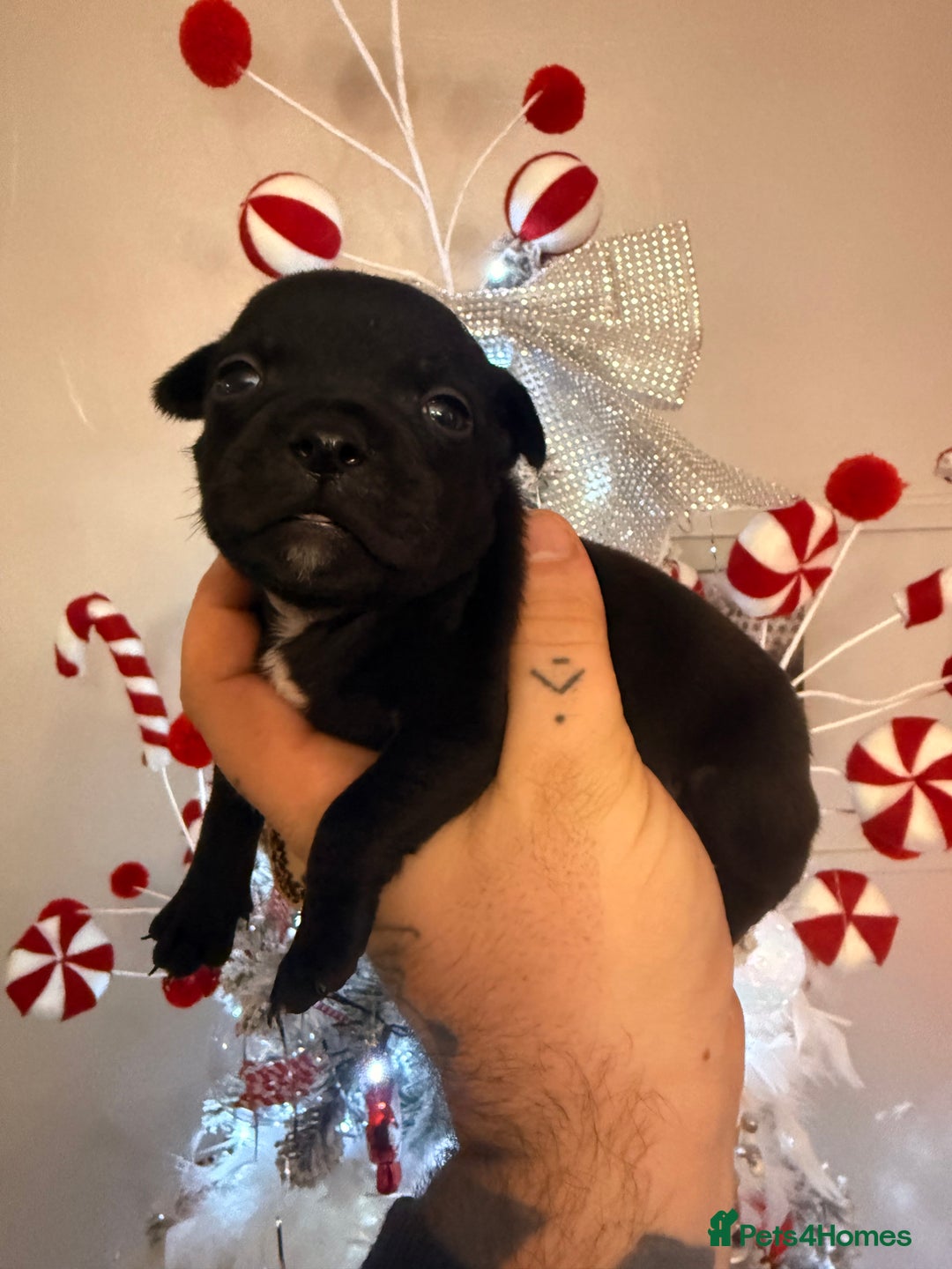 Staffordshire Bull Terrier dogs for sale: Champion sired Staffordshire bull terriers - Advert 6