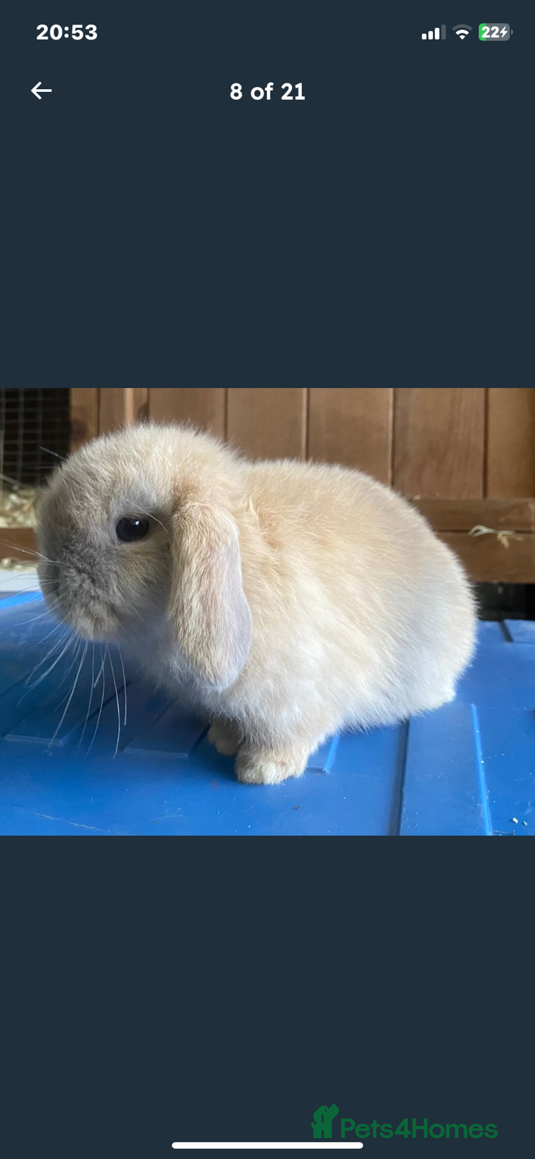 Mini Lop rabbits for sale: Stunning pure mini lop baby rabbits  - Image 23
