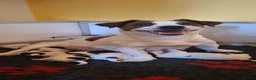 Jack Russell dogs for sale: Crazy Jacks in Bridgwater - Advert 1
