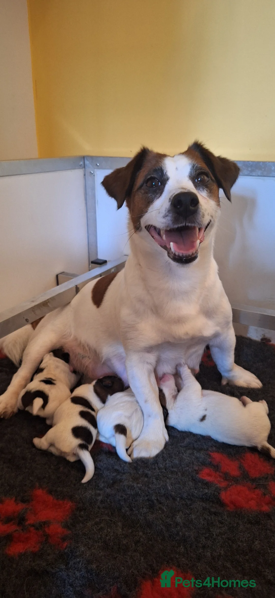 Jack Russell dogs for sale: Crazy Jacks in Bridgwater - Advert 1
