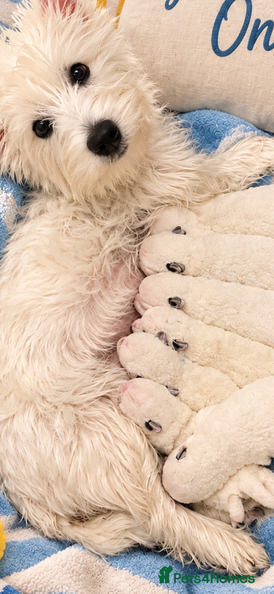 Westiepoo dogs Westiepoo Boy - Advert 2