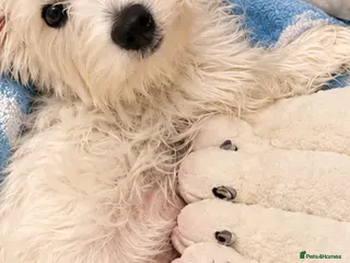 Westiepoo dogs Westiepoo Boy - Advert 2