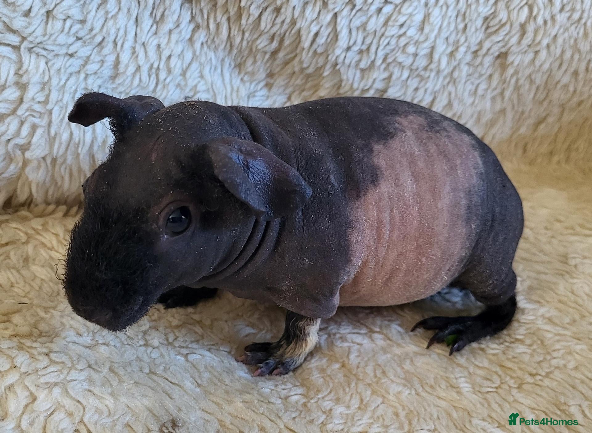 Guinea Pig rodents Skinny male piggy  - Advert 3