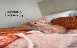 Mixed Breed cats for sale: Stunning kittens 8 weeks old ready now  - Image 11