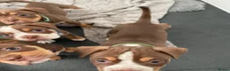 Old Tyme Bulldog dogs for sale: BEAUTIFUL OLD TYME BULLDOG PUPPIES - Advert 16