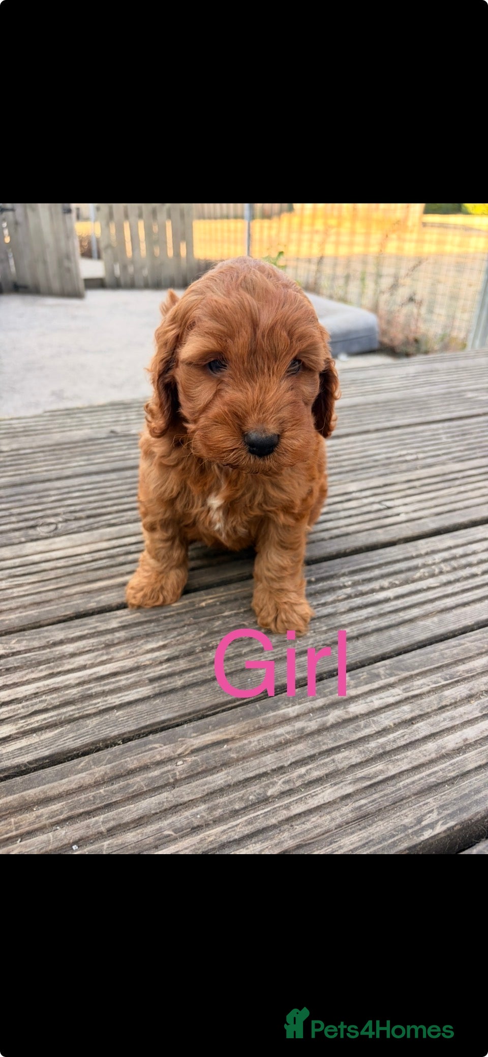 Cockapoo dogs F1 stunning cockapoos  - Advert 2