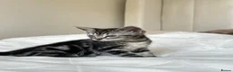 Mixed Breed cats for sale: Kittens - Advert 8