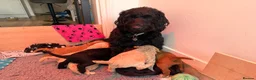 Labradoodle dogs for sale: Beautiful Labradoodle Puppies Available 🐾 - Advert 20