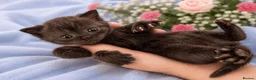 British Shorthair cats for sale: 💙🤍🤎 BSH Kittens – Chocolate, Blue & White  - Advert 12