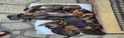 Dachshund dogs for sale: READY NOW Lovely Bunch Standard Dachshund puppies - Advert 7
