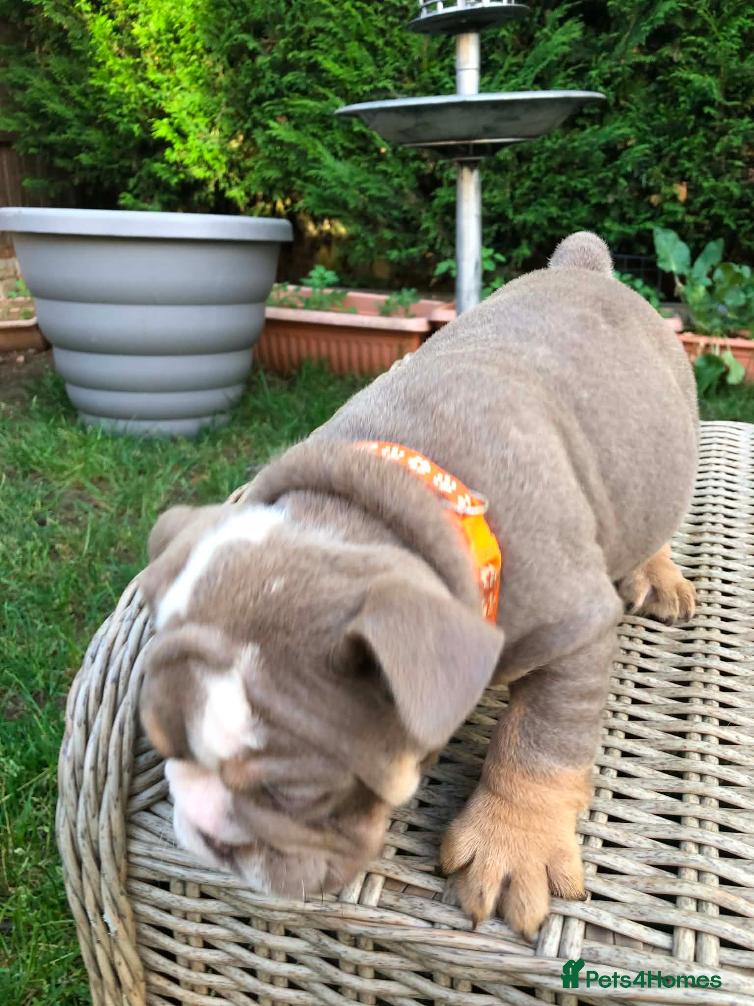 English Bulldog dogs for sale: English bulldog puppies in Doncaster - Advert 18
