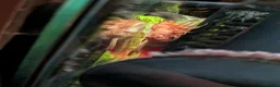 Other/Mixed Breed fish for sale: Tropical fish  - Advert 8