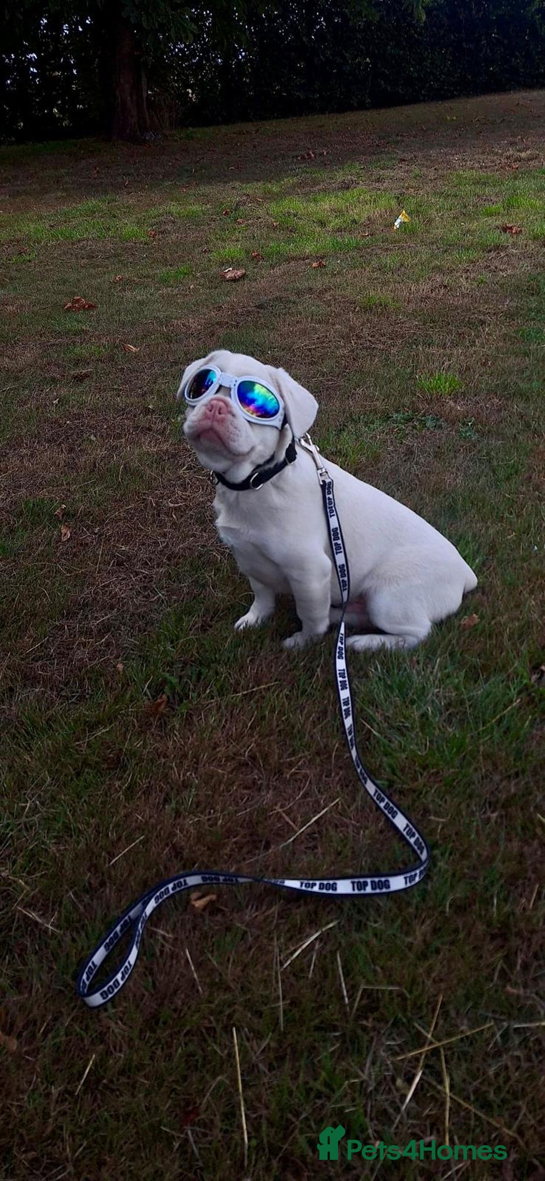 French Bulldog dogs for sale: Family Raised EA Pink English cross French Bulldog - Image 5