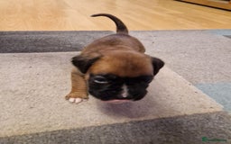 Boxer dogs for sale: Beautiful litter of KC reg bobtail boxer pups - Image 29