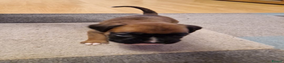 Boxer Puppy 3 (black)