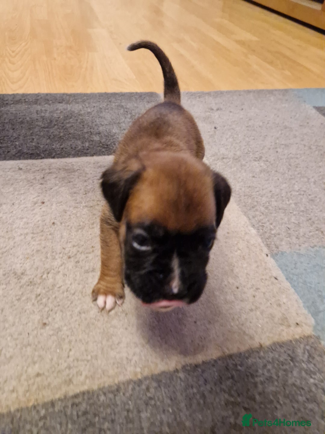 Boxer dogs for sale: Beautiful litter of KC reg bobtail boxer pups - Image 29
