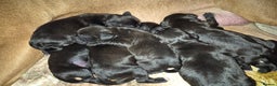 Mixed Breed dogs for sale: Bullmastiff x Springer Spaniel Puppies - Advert 12