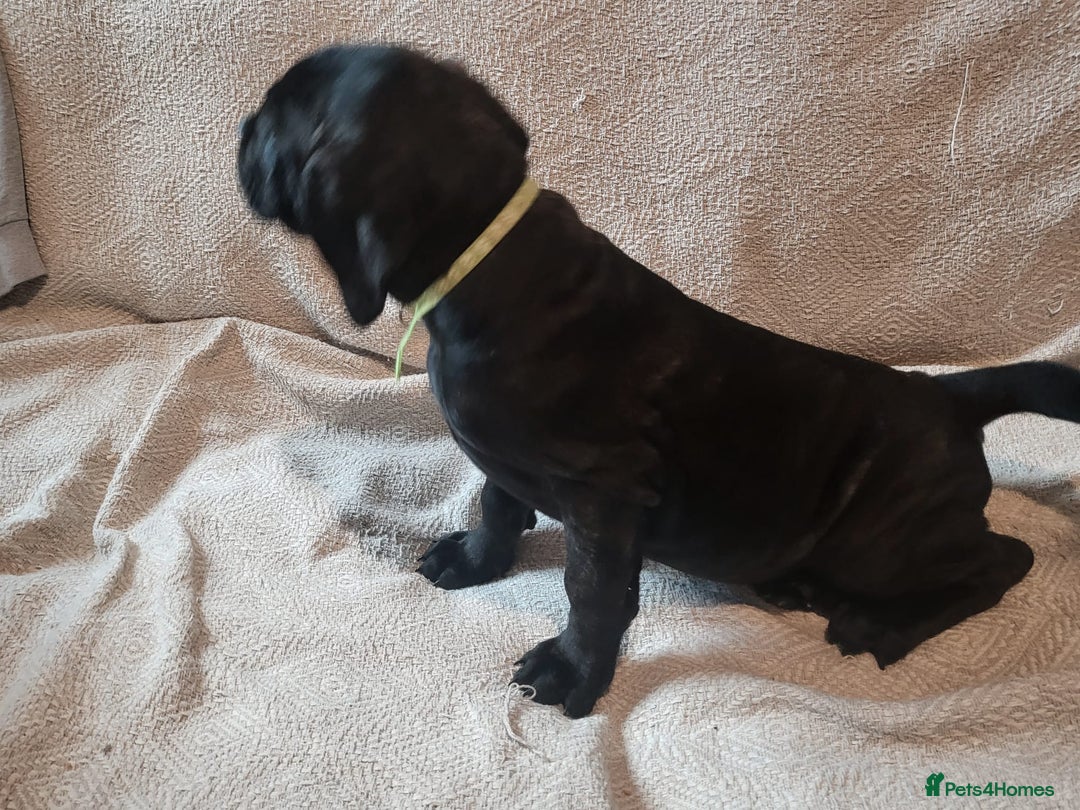 Cane Corso dogs for sale: Cane Corso - Advert 6