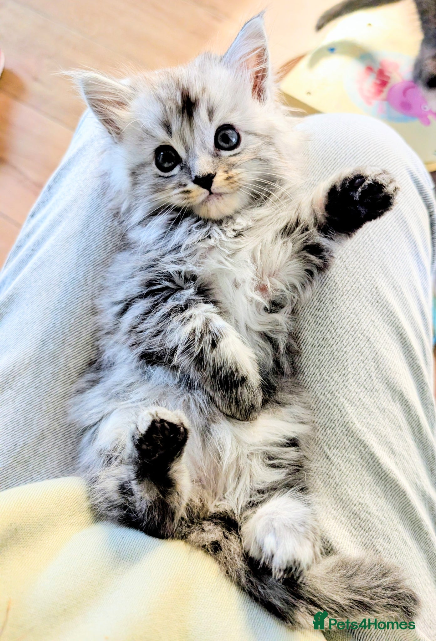 Maine Coon cats pure bred Maine coons *1 BOY LEFT - Advert 3