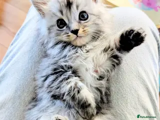 Maine Coon cats pure bred Maine coons *1 BOY LEFT - Advert 5