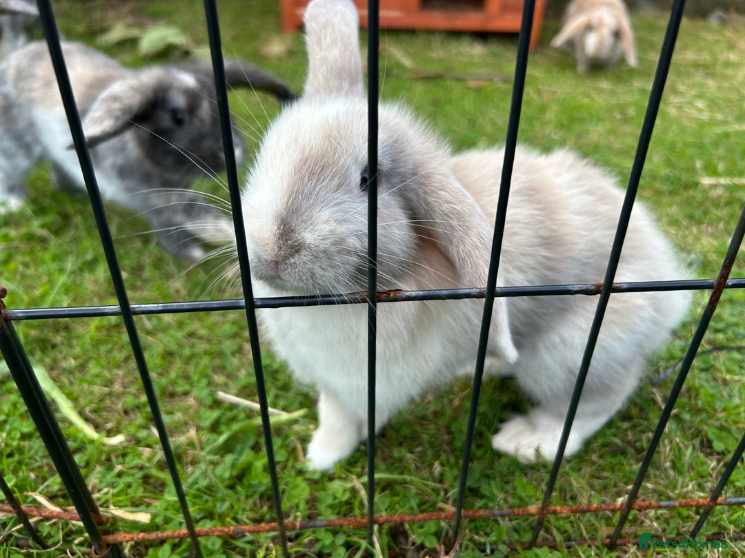Mixed Breed rabbits for sale: Lop eared rabbits  - Image 2