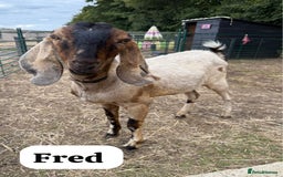 Goats livestock for sale: Registered Anglo Nubian Goats - Image 1
