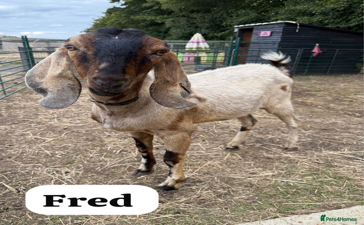 Goats livestock - Advert 1