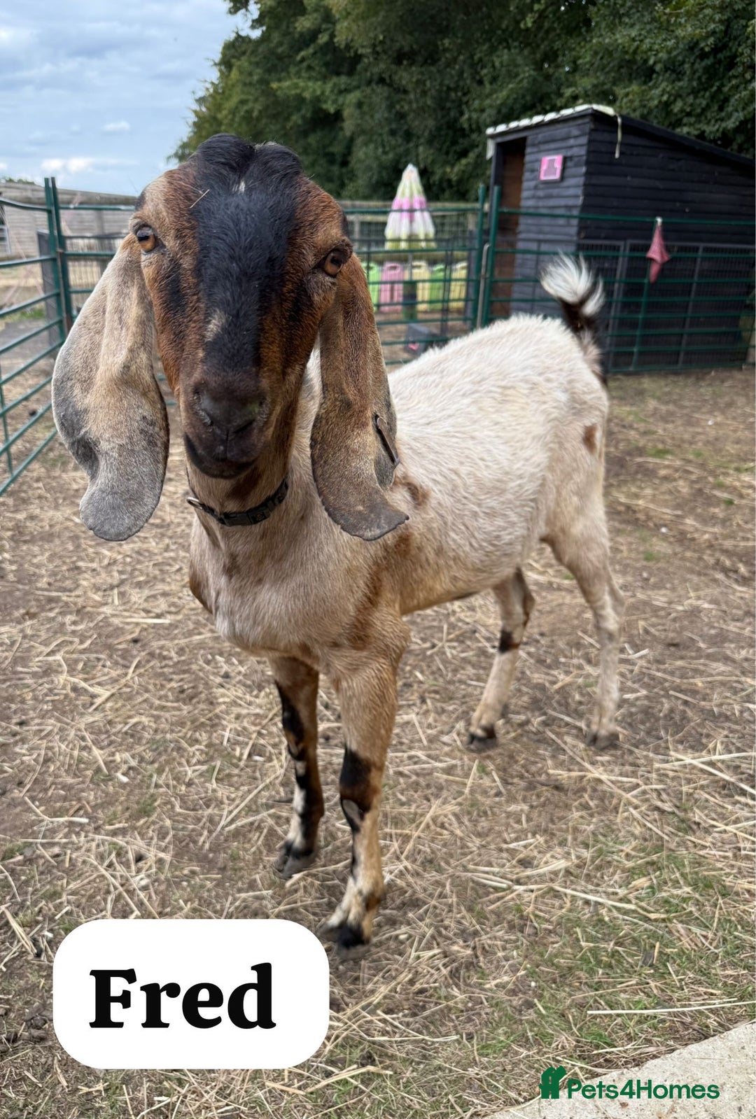 Goats livestock for sale: Registered Anglo Nubian Goats - Image 1