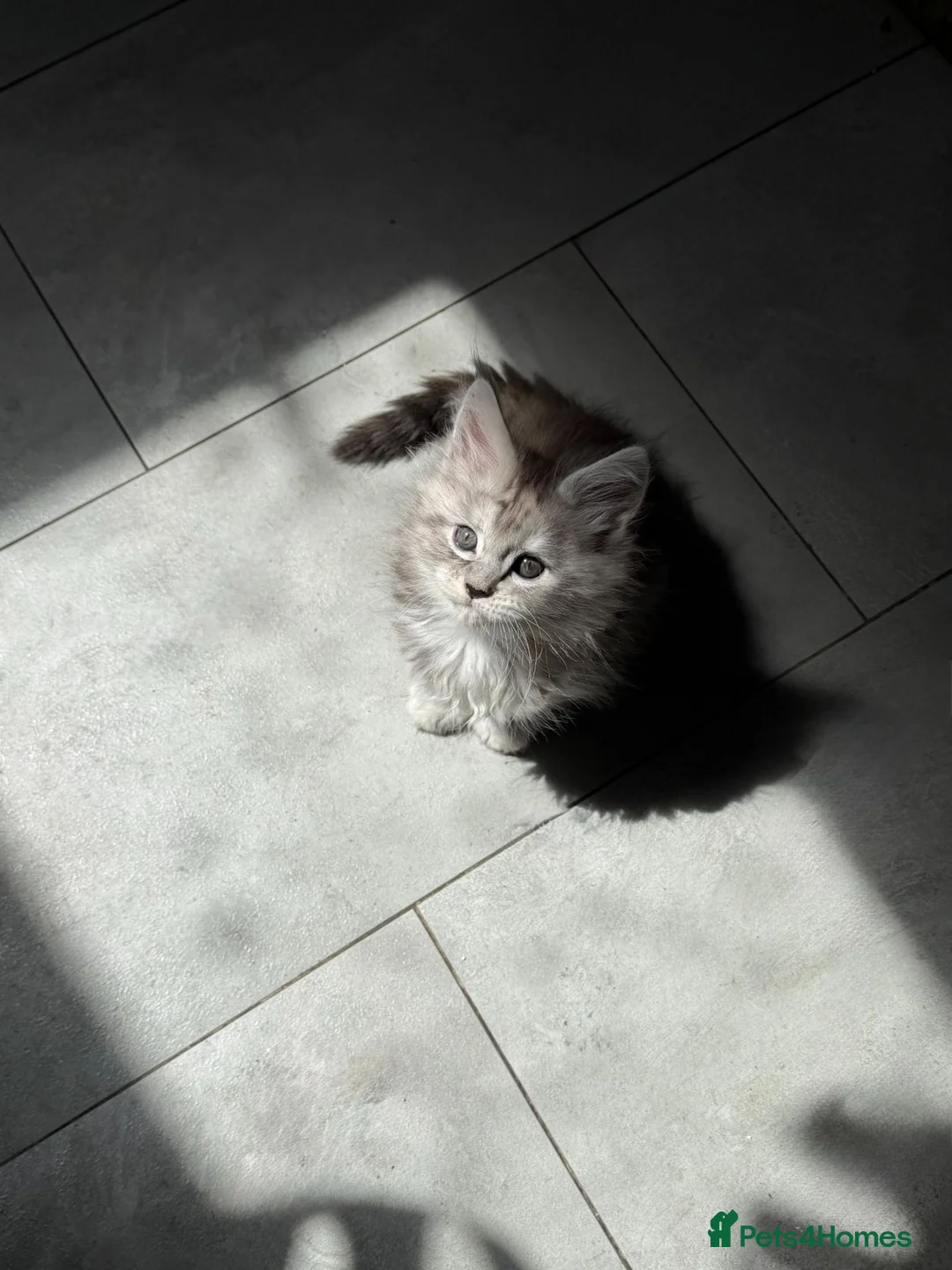 Maine Coon cats for sale: Tica Main Coon Kittens - Advert 2
