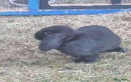 Mixed Breed rabbits for sale: Mini lop cross babies  - Image 5