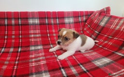 Mixed Breed dogs for sale: Jack Russell 3/4 1/4 chihuahua - Advert 13