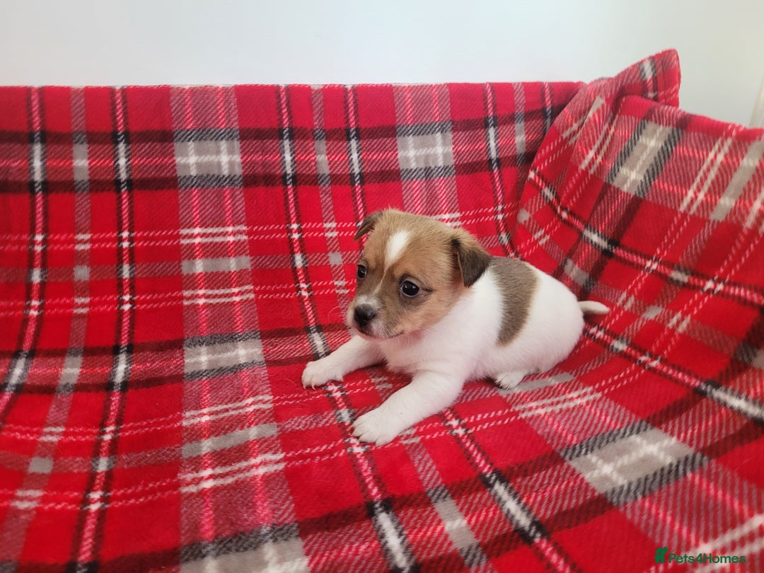 Mixed Breed dogs for sale: Jack Russell 3/4 1/4 chihuahua - Advert 13