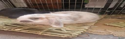 Mini Lop rabbits for sale: Stunning Mini lops - Advert 3