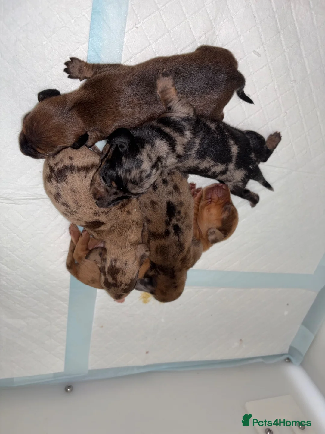 Miniature Dachshund dogs for sale: KC miniature dachshund puppies  - Advert 2