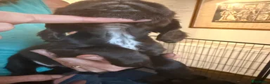 Cocker Spaniel 2