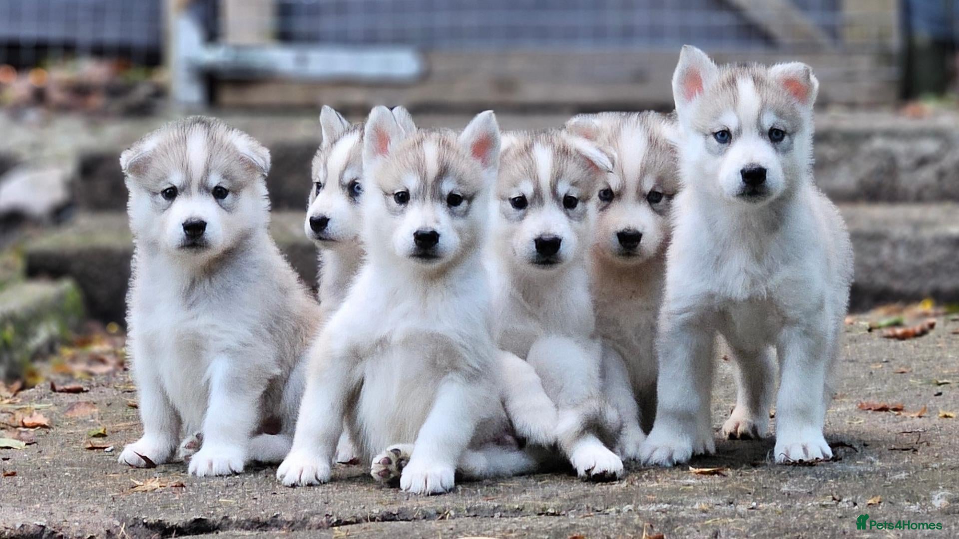 Mixed Breed dogs for sale: 6 Northern Inuit × Siberian Husky puppies - Advert 2