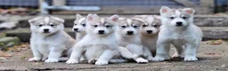 Mixed Breed dogs for sale: 6 Northern Inuit × Siberian Husky puppies - Advert 1