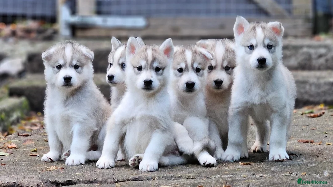 Mixed Breed dogs for sale: 6 Northern Inuit × Siberian Husky puppies - Advert 1
