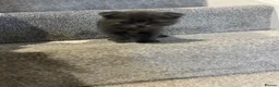 Scottish Fold cats for sale: •	Charming Scottish Fold Kittens Available  - Advert 16