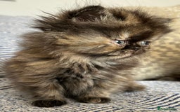 Persian cats for sale: Pure Persian kittens - Image 5