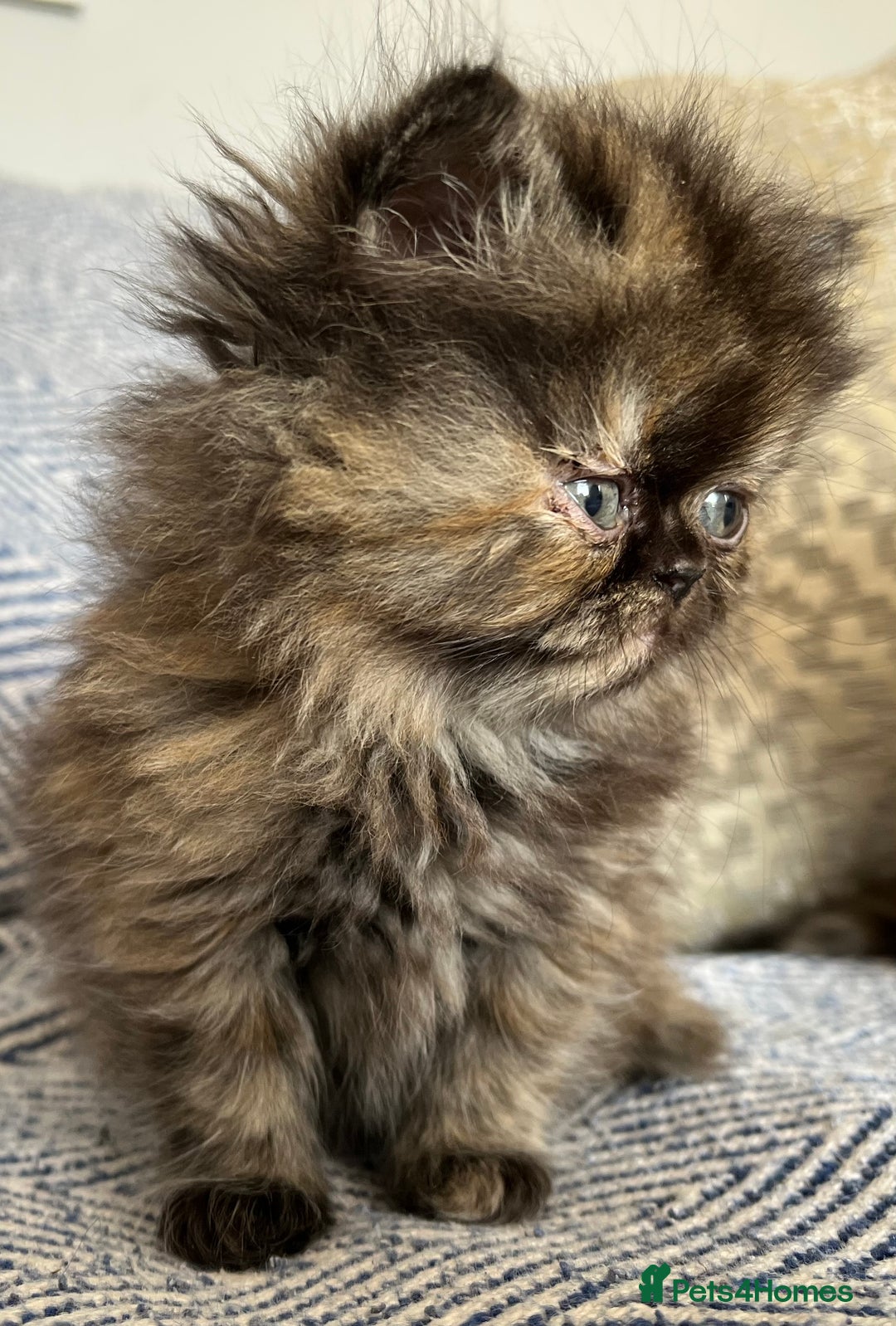 Persian cats for sale: Pure Persian kittens - Image 5