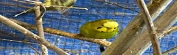 Budgerigars birds for sale: Baby budgies  - Advert 11