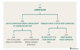 Chihuahua dogs for sale: Kc long haired chihuahua puppy  - Image 7