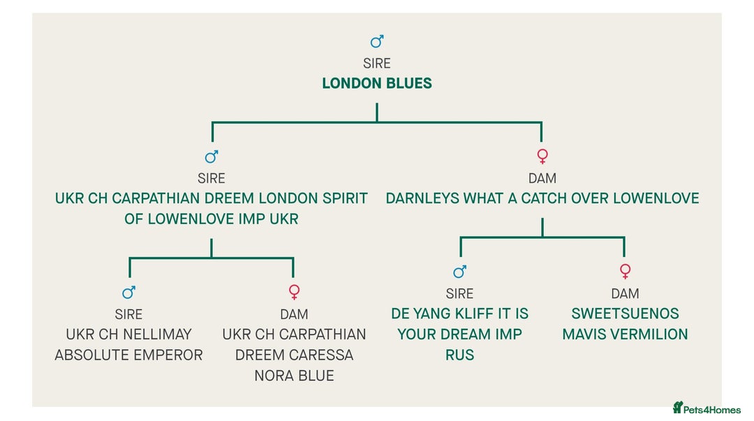 Chihuahua dogs for sale: Kc long haired chihuahua puppy  - Image 7