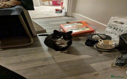 American Shorthair cats for sale: Conker - 15 year old  - Image 5