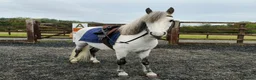 Welsh Section A horses for sale: Welsh A, gelding  in Wrexham - Advert 1